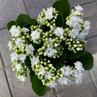 Kalanchoe Blanca Planta