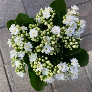 Kalanchoe Blanca Planta