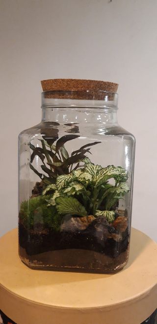 07 Terrarium