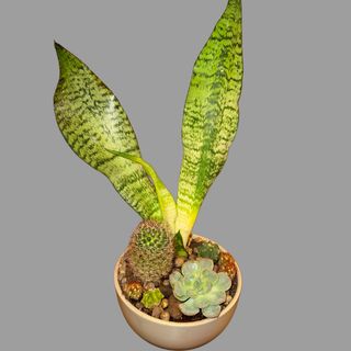 Kompozycja z roślin doniczkowych 1