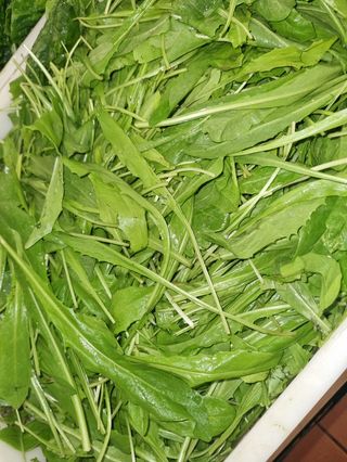 Cicoria pulita al kg