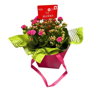 Kalandiva grande in bag