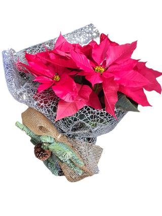 Poinsettia O Flor De Pascua