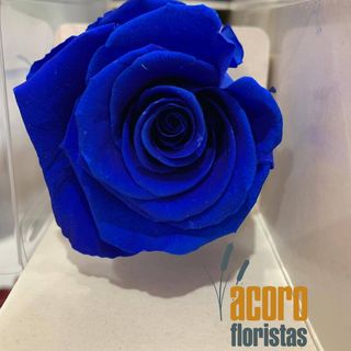 Rosa Eterna Azul