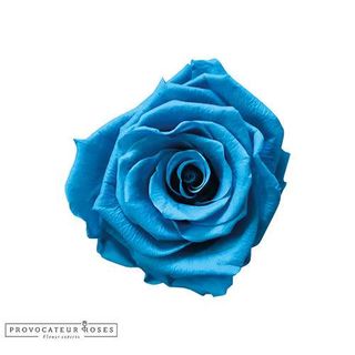 Rosa Eterna Celeste