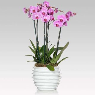 Orchidea 3 rami  Vaso Incluso