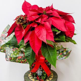 Pascuero Rojo  con envoltorio navideño  y pin