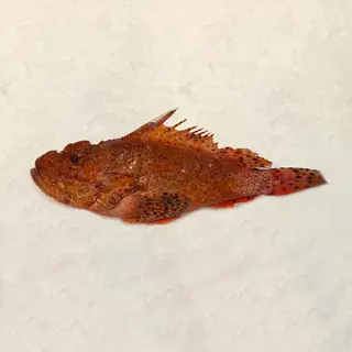Escórpora (1.2 Kg.)