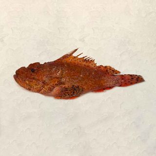 Escórpora (1.1 Kg.)