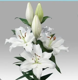 Lilium Oriental Blanco Unidad