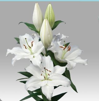 Lilium Oriental Blanco Unidad
