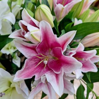 Lilium Oriental Rosa