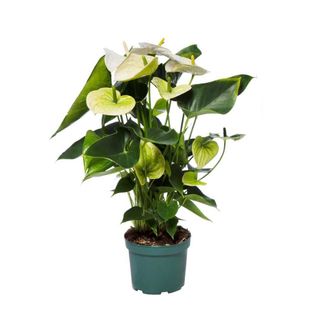 Vaso Antúrio Branco