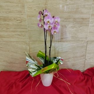 Orquídea  de 2 tallos color variado con macetero