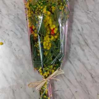 Mimosa media 