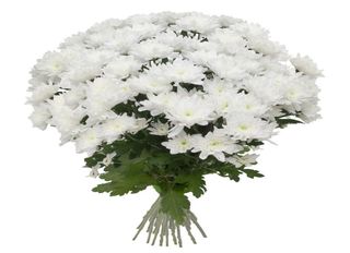 15 хризантеми, бели