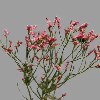 Limonium 