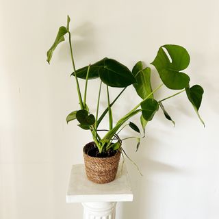 Monstera Deliciosa