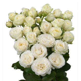 თეთრი ჯუჯა ვარდები 5 ტოტი