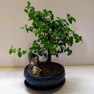Bonsai Sageretia (Ciruelo Chino) 5 años.