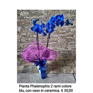 Phalenophis blu a 2 rami in vaso di ceramica