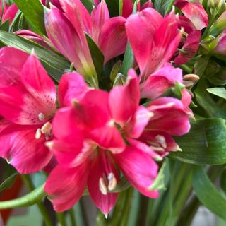 Алстромерия (1бр)