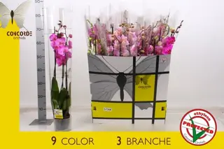 Orchidea rosa