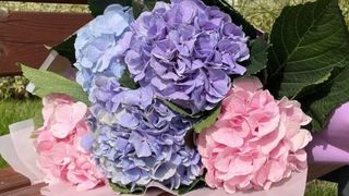 Bukiet pastelowych hortensji M, 5 hortensji w ślicznym opakowaniu