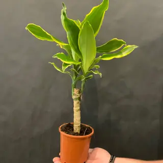 Tronco de Brasil