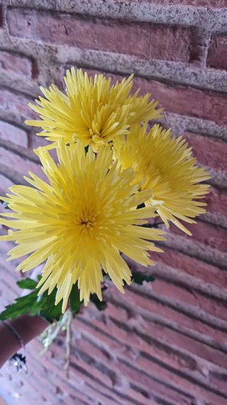 SEIS FLORES AMARILLAS