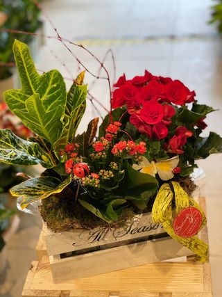 Centro Planta Caja Vintage