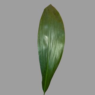 Liść aspidistry