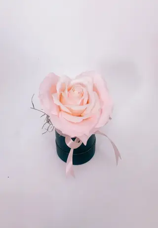  Little pink hart