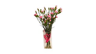 Goździk gałązkowy do wazonu