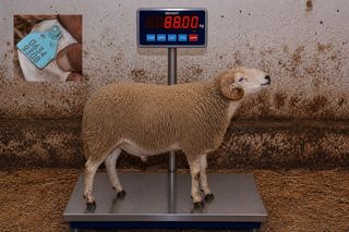 06349308 - 88 Kg