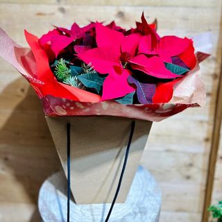 Ponsetia Roja Mediana en bolsa Craft