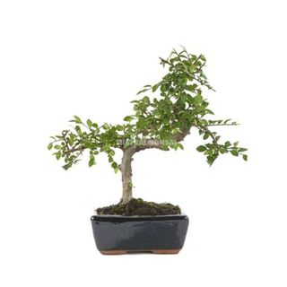 Bonsái Zelkova 6 Años (Olmo Japonés)