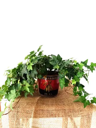 Planta de Hiedra en maceta de mimbre 