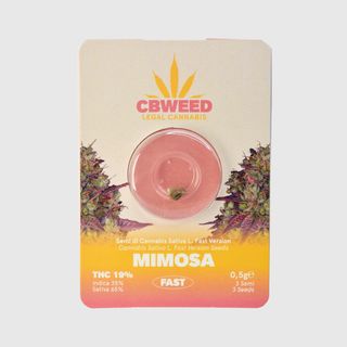 Cbweed Fast Version seeds THC Mimosa n.3