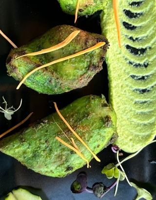 Murag Tikka Haryali (3 Uds.) 