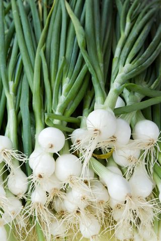 Cebolletas Blancas (Manojo)