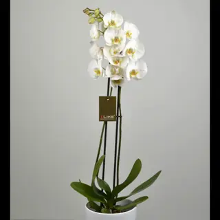 Orchidea bianco