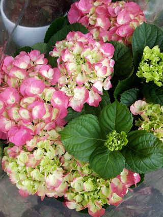 Ortenzia rosa grande 