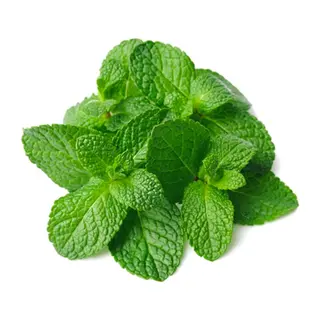 Menta fresca