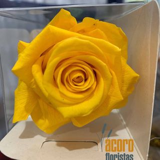 Rosa Eterna Amarilla