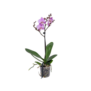 Orquidea sin cerámica