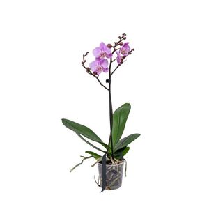 Orquidea sin cerámica