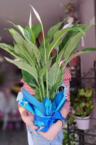 Spathyphillium Alb (Crinul Pacii)