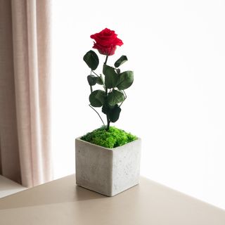 Rose Pot - Rosa Eterna