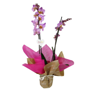 Orquidea Rosa